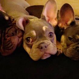 French Bulldog Puppies from Central Ohio Frenchies