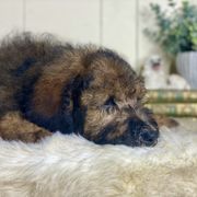 Henry - Brown male Whoodle puppy in Wisconsin Rapids, Wisconsin from Whoodles of the Valley