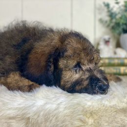 Henry - Brown male Whoodle puppy in Wisconsin Rapids, Wisconsin from Whoodles of the Valley