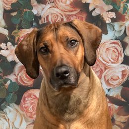 Zara - Rhodesian Ridgeback
