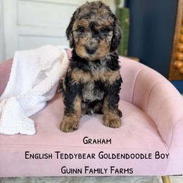 Graham - Merle male Goldendoodle puppy in Grove, Oklahoma from Guinn Family Farms