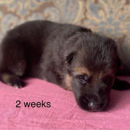 Fuchsia collar girl - Black and red female German Shepherd puppy in Coleta, Illinois from Four Leaf Farm- Vom Vierblättriges Bauernhof