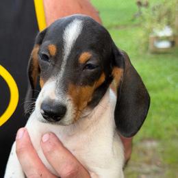 Sam - Piebald male Dachshund puppy in Florence County, South Carolina from Modern Family Standards