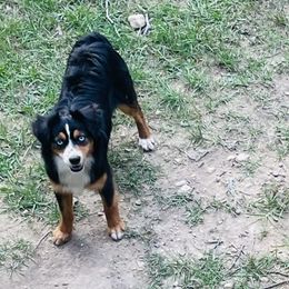 Sky - Toy Australian Shepherd