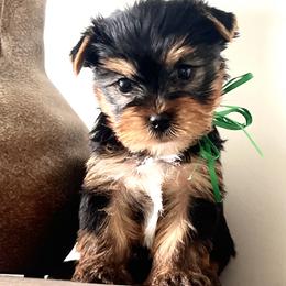 Green Boy - Black and gold male Yorkshire Terrier puppy in Meridian, Idaho from Doodles of Idaho
