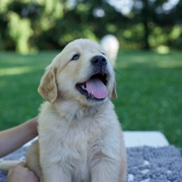 Golden Retriever Puppies from TLC Pups