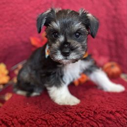 Blitzen - Liver female Miniature Schnauzer puppy in Anthony, Florida from Amanda Tragash