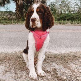English Springer Spaniels from Southern Sky Springers