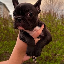 French Bulldog Puppies from De Los Angeles Breeding
