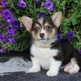 Pembroke Welsh Corgi Puppies from Salted Rim Corgis