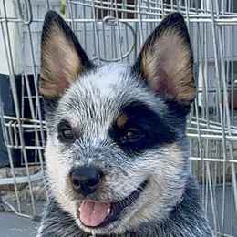 Female 2 - Blue female Australian Cattle Dog puppy in Escondido, California from Tin Roof Australian Cattle Dogs
