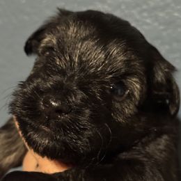 Dark salt n pepper - Salt and pepper female Miniature Schnauzer puppy in Pflugerville, Texas from K&K Precious Tx schnauzers