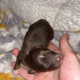 Donald - Red tri male Toy Australian Shepherd puppy in Humansville, Missouri from Tater Tot aussies