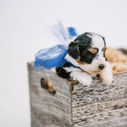 Aussiedoodle, Bernedoodle, and Goldendoodle Puppies from Desert Doodles