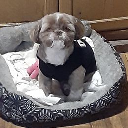 Shih Tzu All Grown Up from Karla’s Shih Tzus