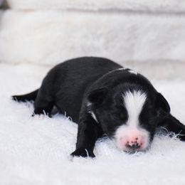 Bramble - Black tri male Miniature American Shepherd puppy in Chocowinity, North Carolina from Foxtail Hollow