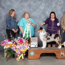 Torrei - Australian Shepherd