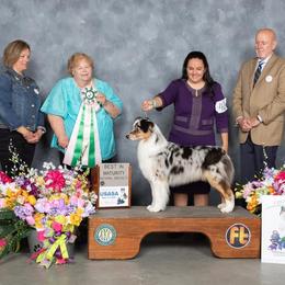 Torrei - Australian Shepherd