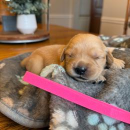 Pink girl - Golden female Golden Retriever puppy in Macy, Indiana from Macy Golden Meadows
