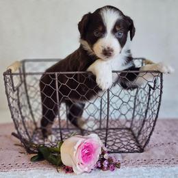 Reverie - Red tri-color female Australian Shepherd puppy in Mountain Grove, Missouri from K Bar H Farms