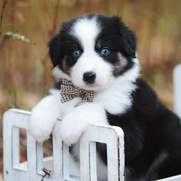Cady - Black tri-color female Australian Shepherd puppy in Georgetown, Texas from River Reign Australian Shepherds