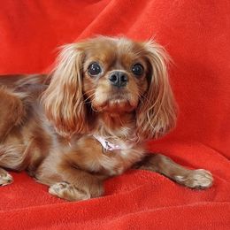 Peach - Cavapoo