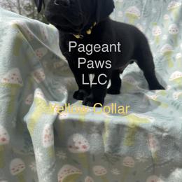 Labrador Retriever Puppies from Pageant Paws LLC