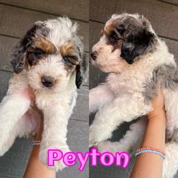 Bernedoodle Puppies from Over the Moon Poodles and Doodles