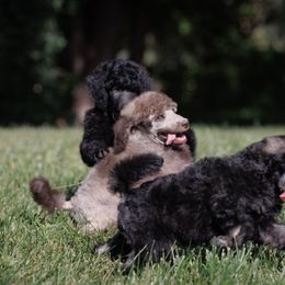 Poodle Puppies from Mystic Moon Poodles