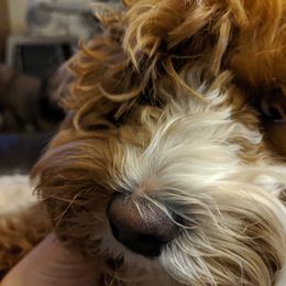 Australian Labradoodle Puppies from Llewellyn's Grove Labradoodles