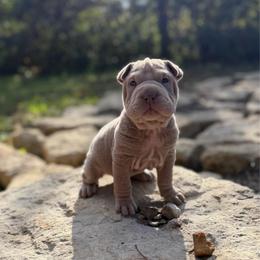 Hex - Lilac dilute male Chinese Shar-Pei puppy in Auburn, Kansas from Justin's Chinese Shar-Pei