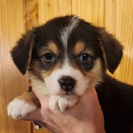 Foxy boy 5 - Black and tan male American Corgi puppy in Hampton, Tennessee from TC Farms Stock Dogs - Miniature Australian Shepherds