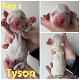 Tyson - Cream male Dachshund puppy in Michigan from M.H.P Dachshunds