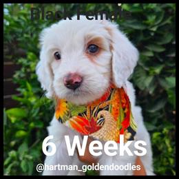 Black - Parti female Goldendoodle puppy in Upland, California from Hartman Goldendoodles