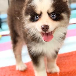 Cayenne - Chocolate female Pomsky puppy in Centerville, Iowa from LJ Kennels Pomskies, LLC