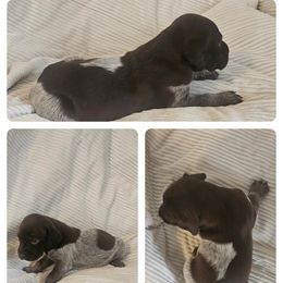 Male 1 - Liver roan male German Shorthaired Pointer puppy in Oakland City, Indiana from Cox Family Farms