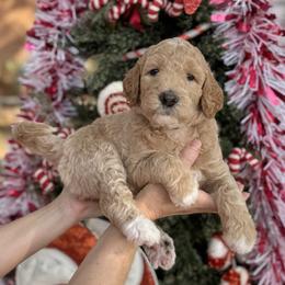 Sugar Plum (Purple Collar) - Cream female Goldendoodle puppy in Bay City, Texas from Charming Doods