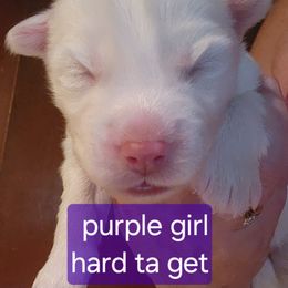 Hard ta get - White female Siberian Husky puppy in Quincy, Illinois from Boden Breeding