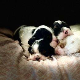 Cocker Spaniel Puppies from Arquivolta Kennel