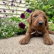 Anna - Red female Irish Doodle puppy in Hammond, Wisconsin from Queen of the Hill Puppies