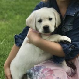Labrador Retriever Puppies from Country Grace