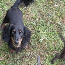 Benny - Dachshund