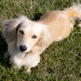 Dachshund puppies from Golden Moose Homestead