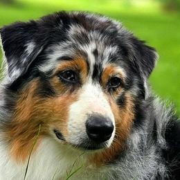 Australian Shepherds, Miniature American Shepherds, and Miniature Australian Shepherds from Crickhollow Aussies