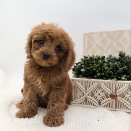 Skye - Red male Cavapoo puppy in Melissa, Texas from Southern Love Cavapoos & Maltipoos