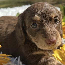 Peggy - Chocolate and tan female Dachshund puppy in Bentonville, Arkansas from T & D Dachshunds by design