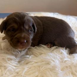 Red - Red tri-color male Australian Shepherd puppy in Harrah, Oklahoma from Kamm's Aussies