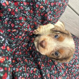 Tanner - Piebald male Dachshund puppy in Utica, Ohio from Poodle Me Crazy