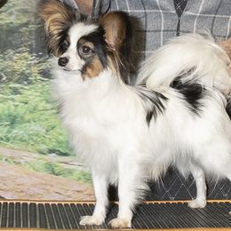 Gatsby - Papillon