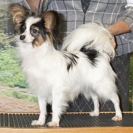 Gatsby - Papillon